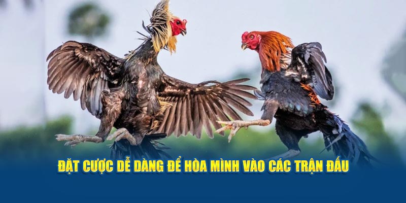 dat-cuoc-de-dang-de-hoa-minh-vao-cac-tran-dau