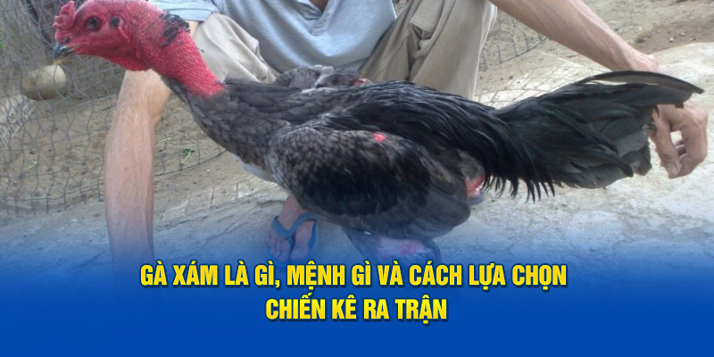 ga-xam-hubet-menh-gi-va-cach-lua-chon-chien-ke-ra-tran