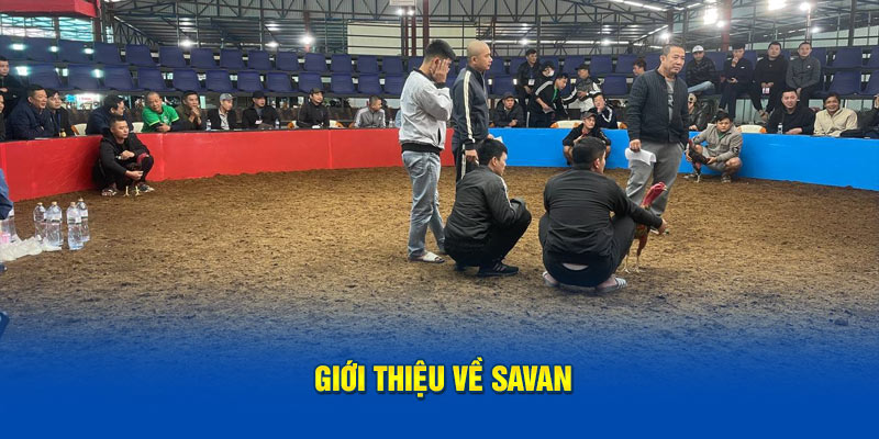 gioi-thieu-ve-savan