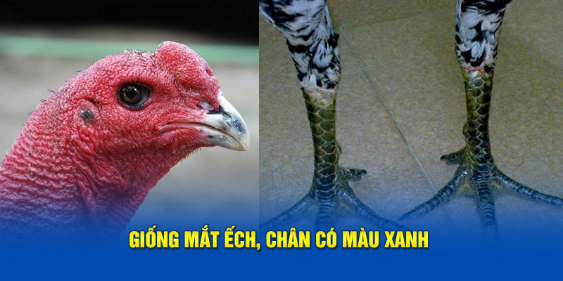 giong-mat-ech-chan-co-mau-xanh