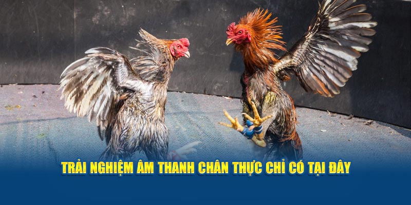 trai-nghiem-am-thanh-chan-thuc-chi-co-tai-day