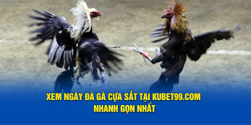 xem-ngay-da-ga-cua-sat-tai-hubet-com-nhanh-gon-nhat